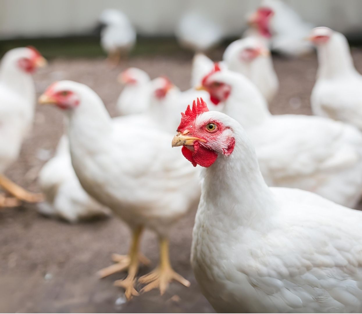 Elevating Poultry Health & Productivity in India