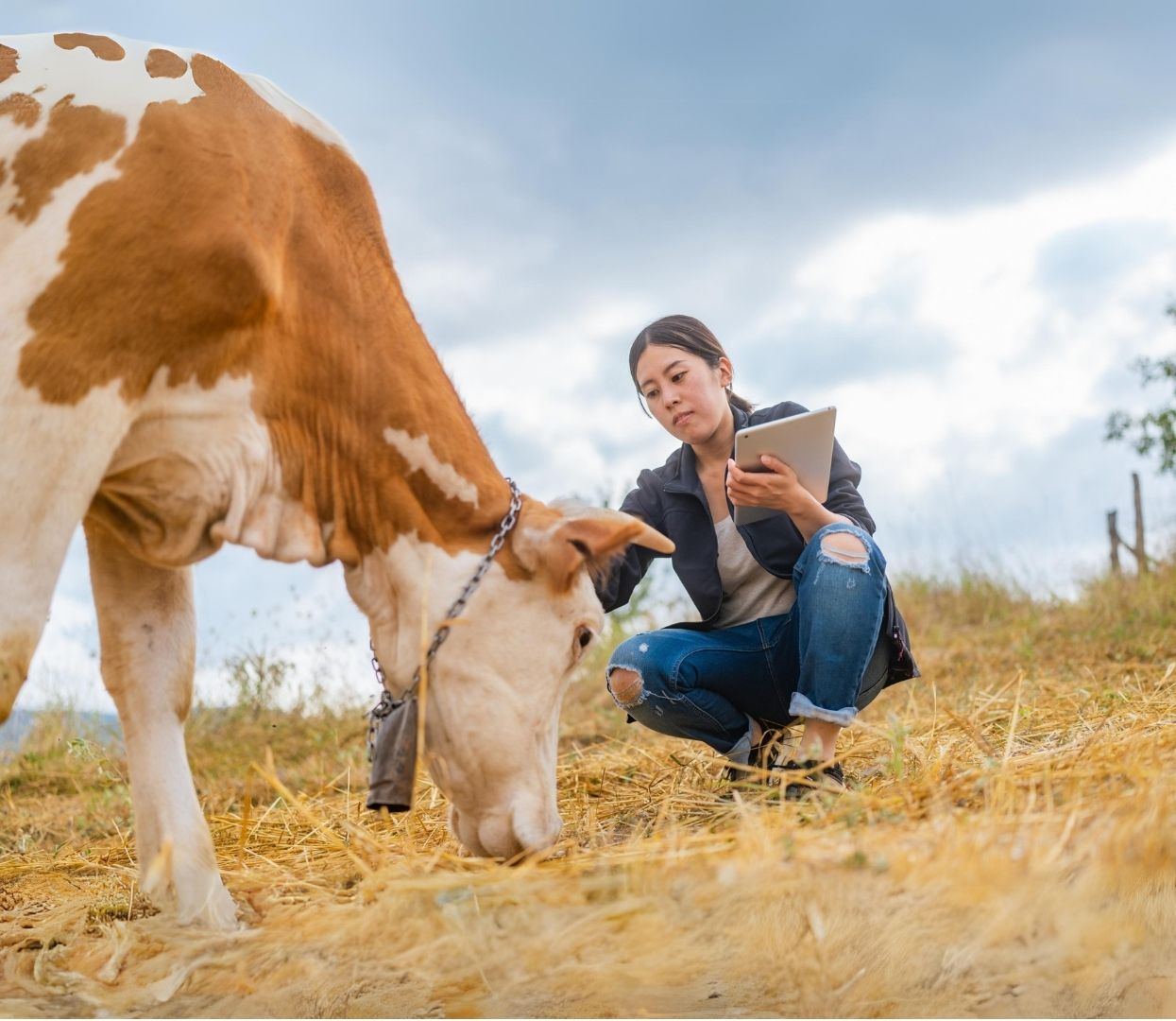 Revolutionising Dairy Farming: A Close Look at Innovative Nutritional Solutions in India