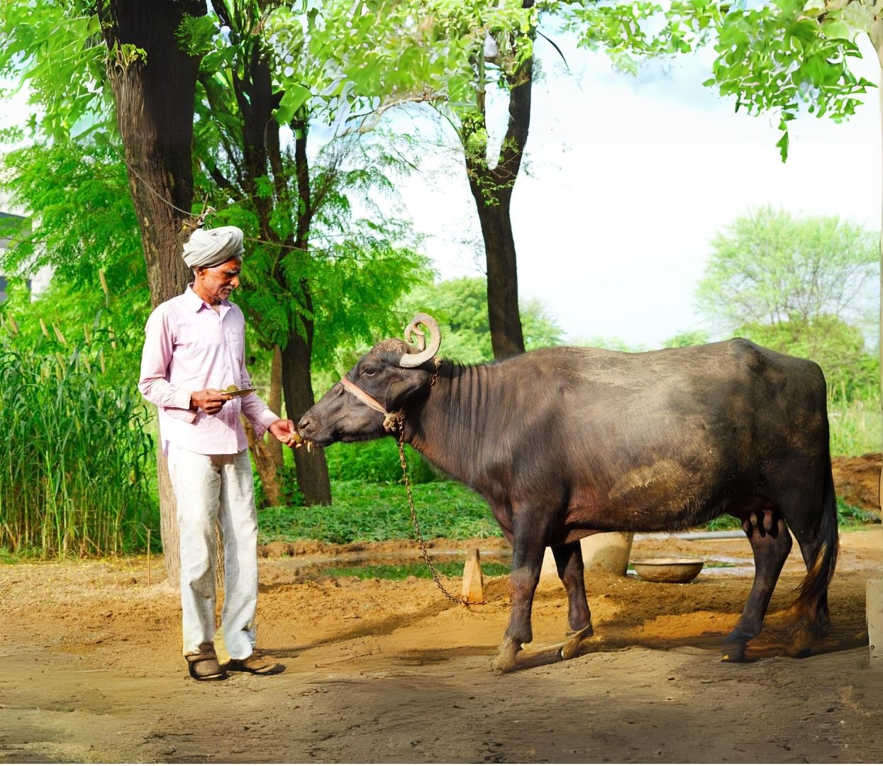 Stress-Free Livestock: Achieving Animal Well-being through Advanced Nutrition in India