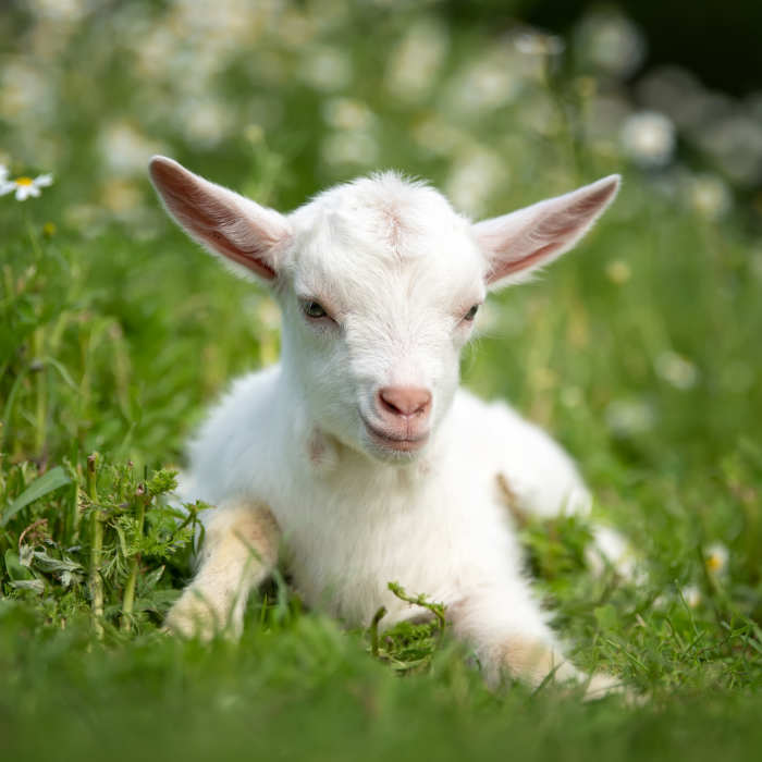 goat-on-a-pasture-QTCBD3X.jpg