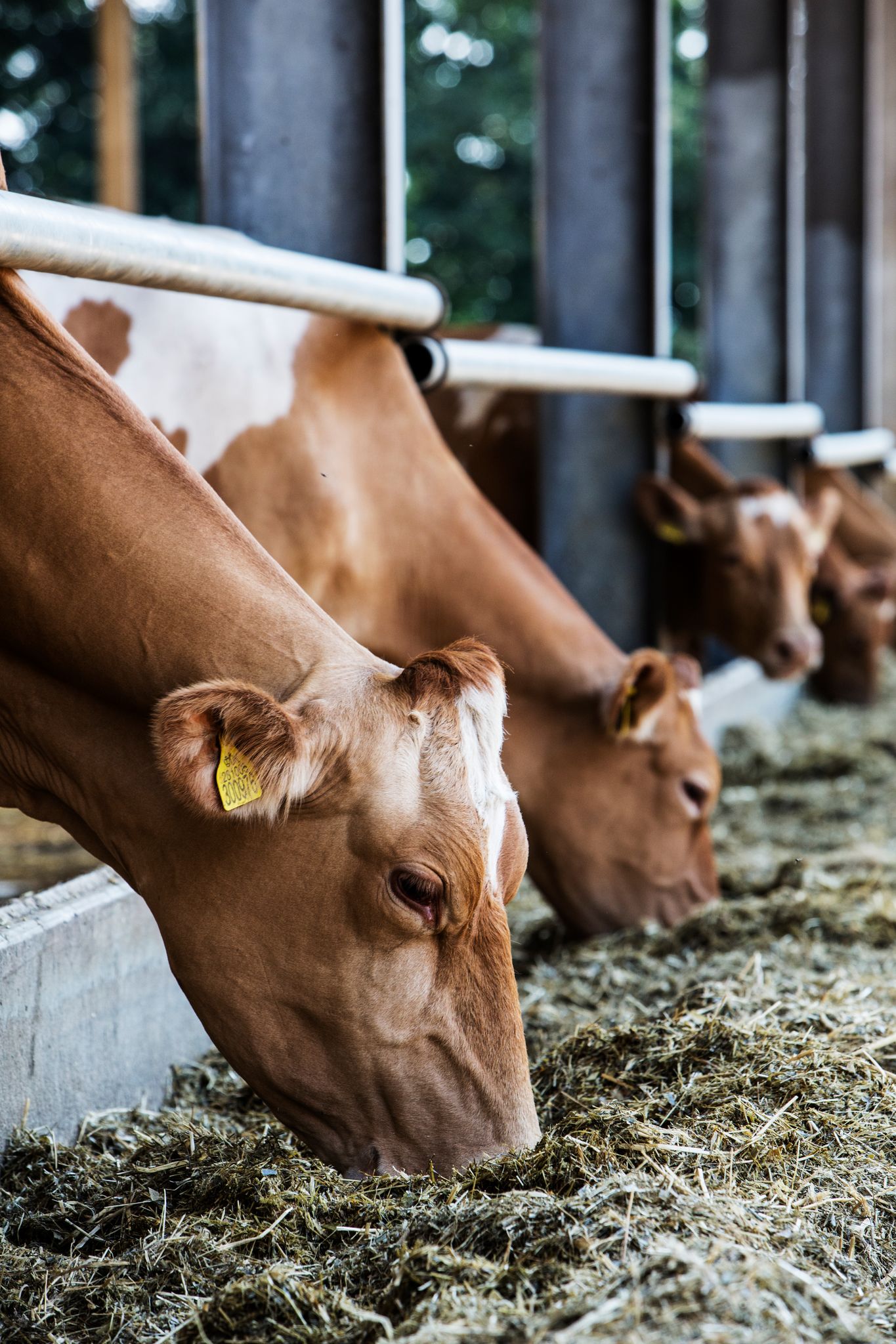 two-guernsey-cows-in-a-barn-feeding-on-hay